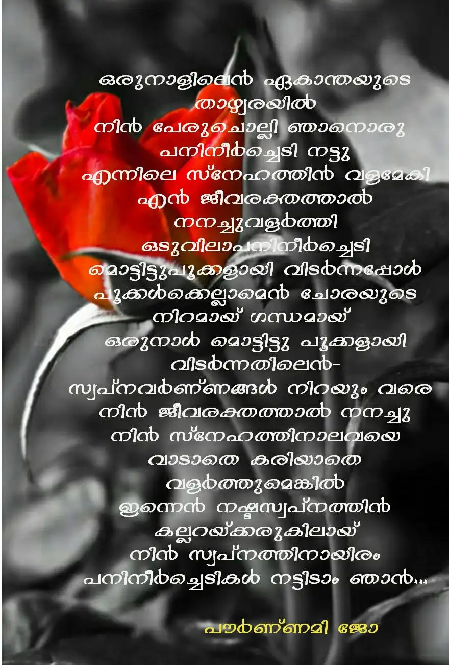 പനിനീർച്ചെടി